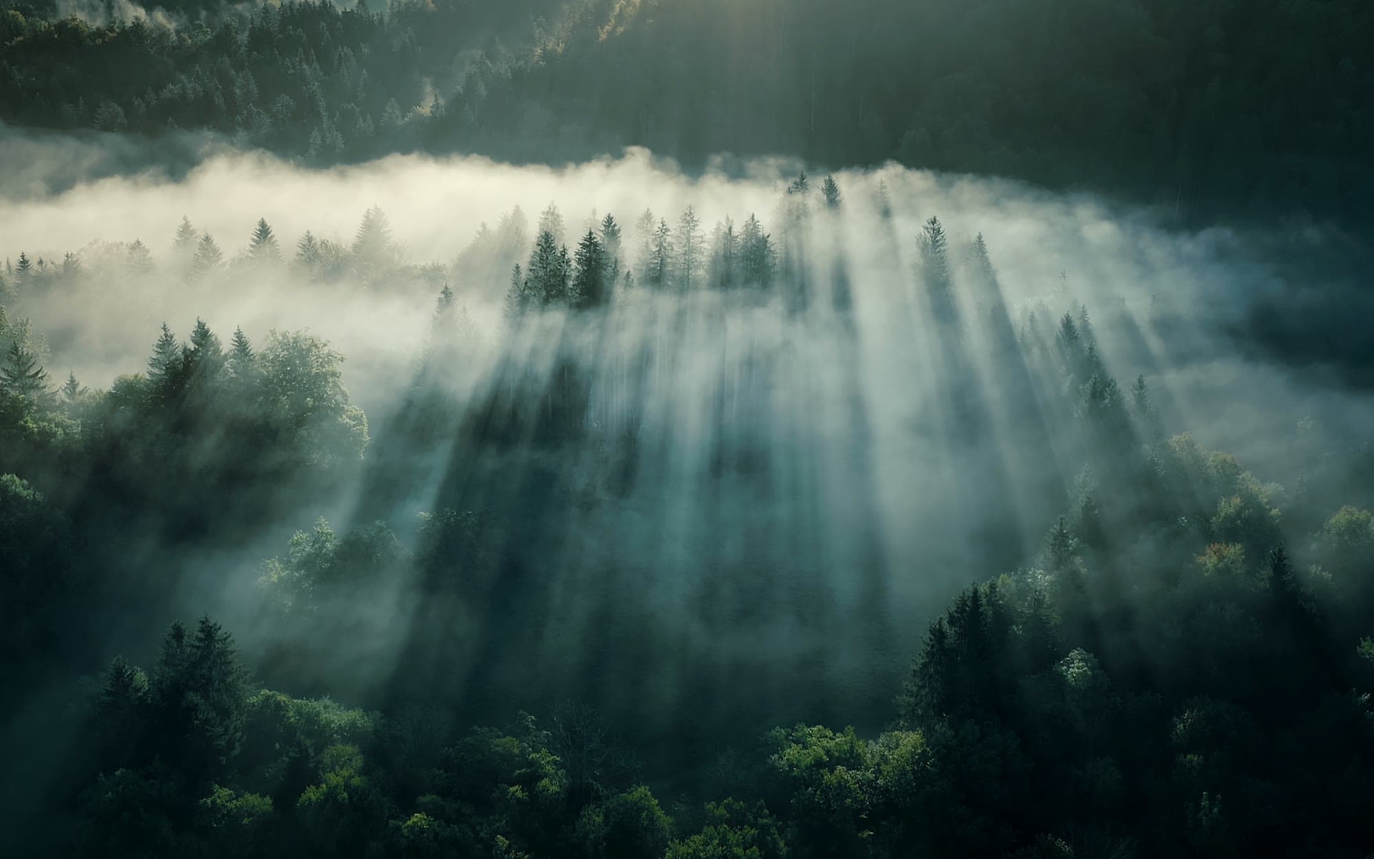 Sunlight breaking through morning mist in a forest, forming visible shafts
